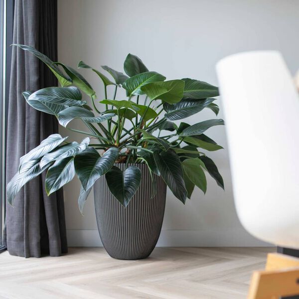 Capi Ваза Elegant "Groove" 46x58 см антрацит