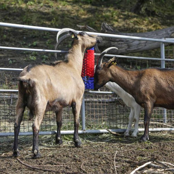 Kerbl Четка за говеда, 50 см, 293100