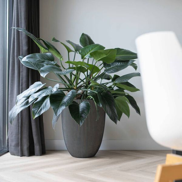 Capi Ваза Elegant "Groove" 34x46 см антрацит